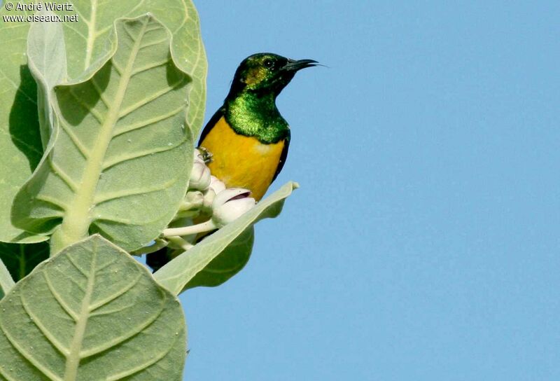 Pygmy Sunbird