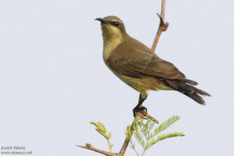 Superb Sunbird female adult, identification