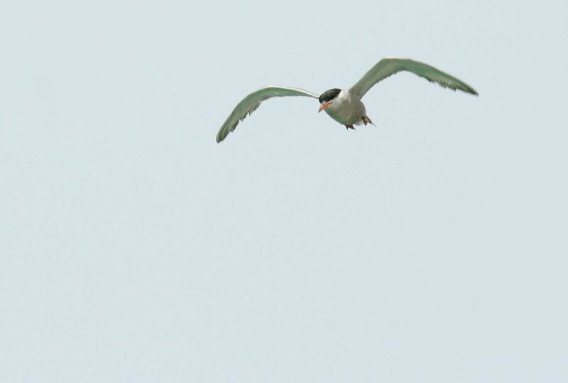 White-cheeked Ternadult, Flight