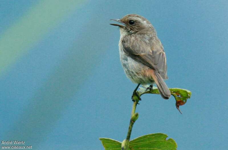 Tarier gris femelle adulte, identification