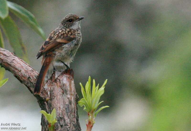 Tarier grisjuvénile, identification