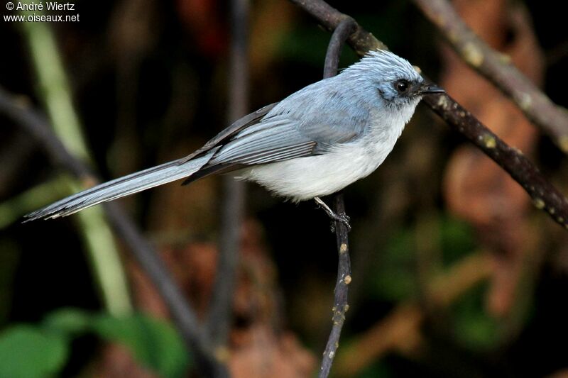 White-tailed Blue Flycatcher