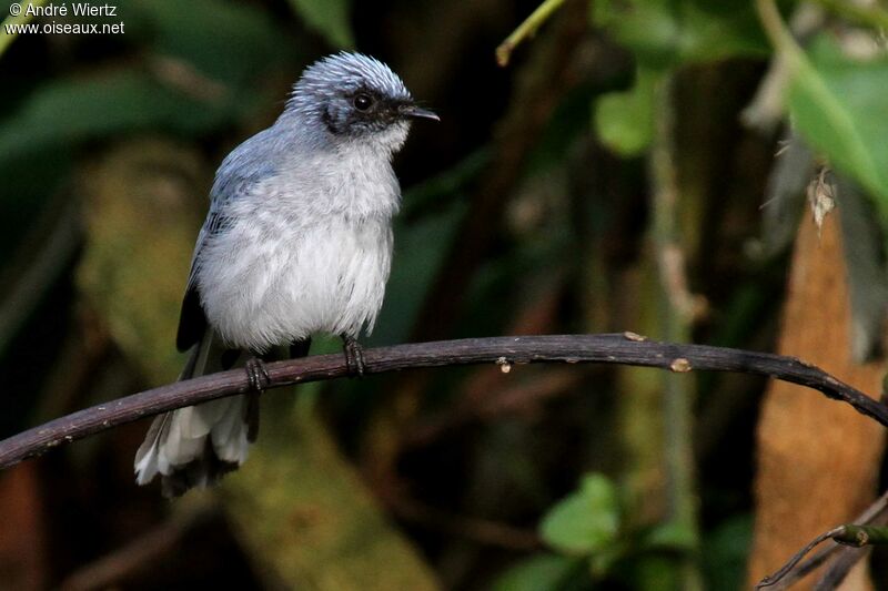 White-tailed Blue Flycatcher