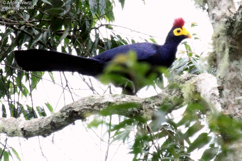 Touraco de Lady Ross