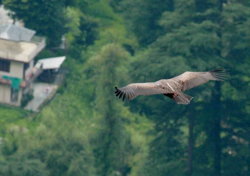 Vautour de l'Himalayajuvénile, Vol