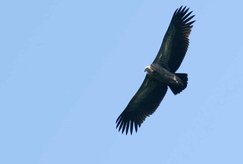 Vautour de l'Himalayaimmature, Vol