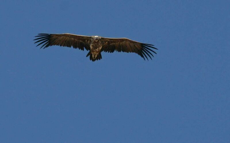 Lappet-faced Vulture