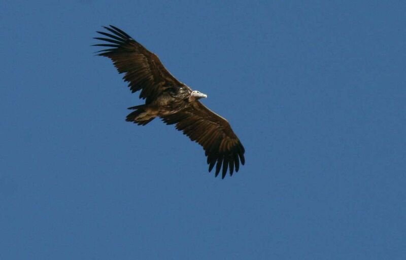 Lappet-faced Vulture, identification