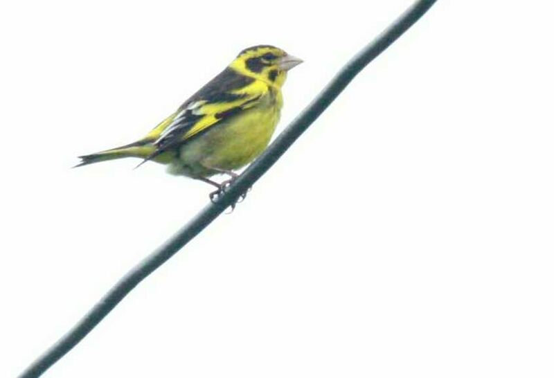 Yellow-breasted Greenfinch male