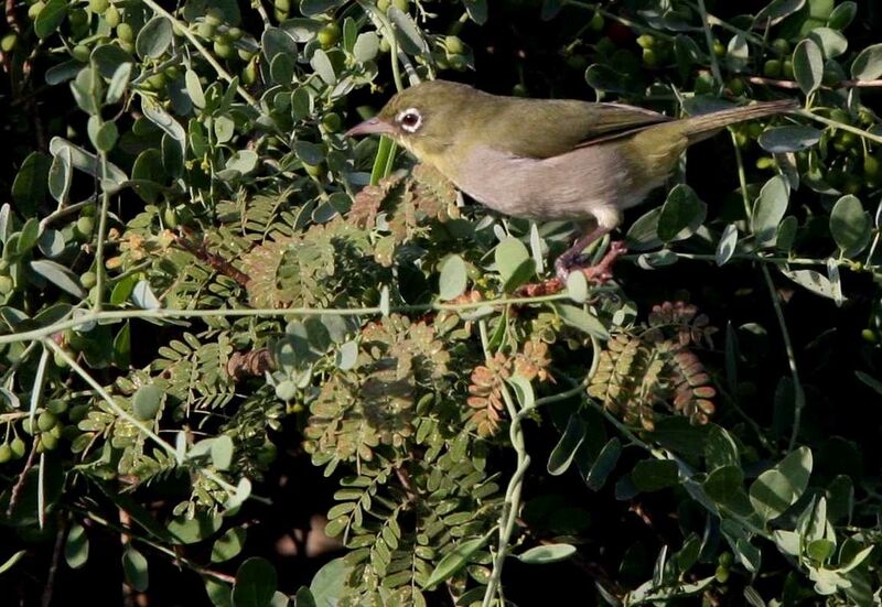 Abyssinian White-eye