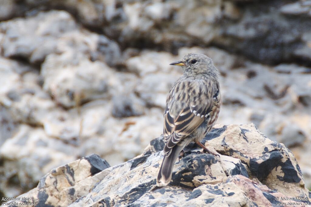 Accenteur alpinadulte, portrait