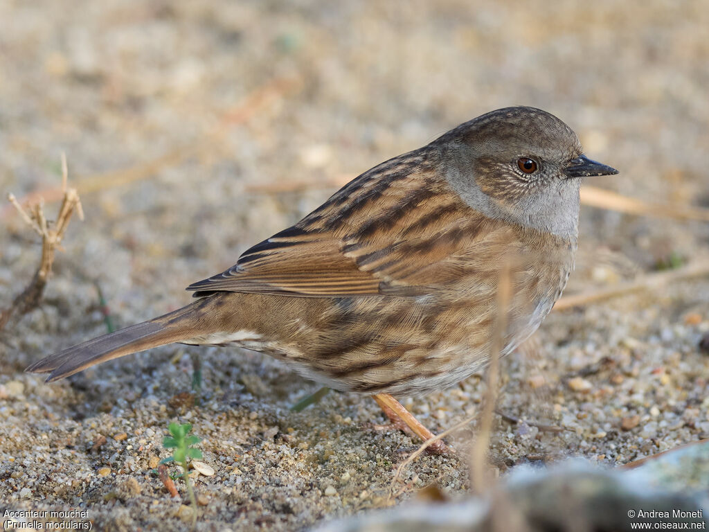 Accenteur mouchetadulte