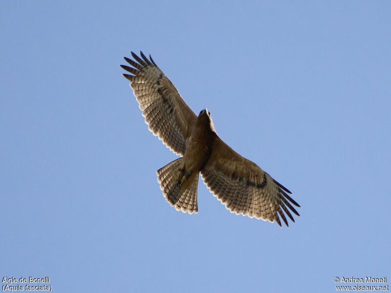 Bonelli's Eaglejuvenile, Flight