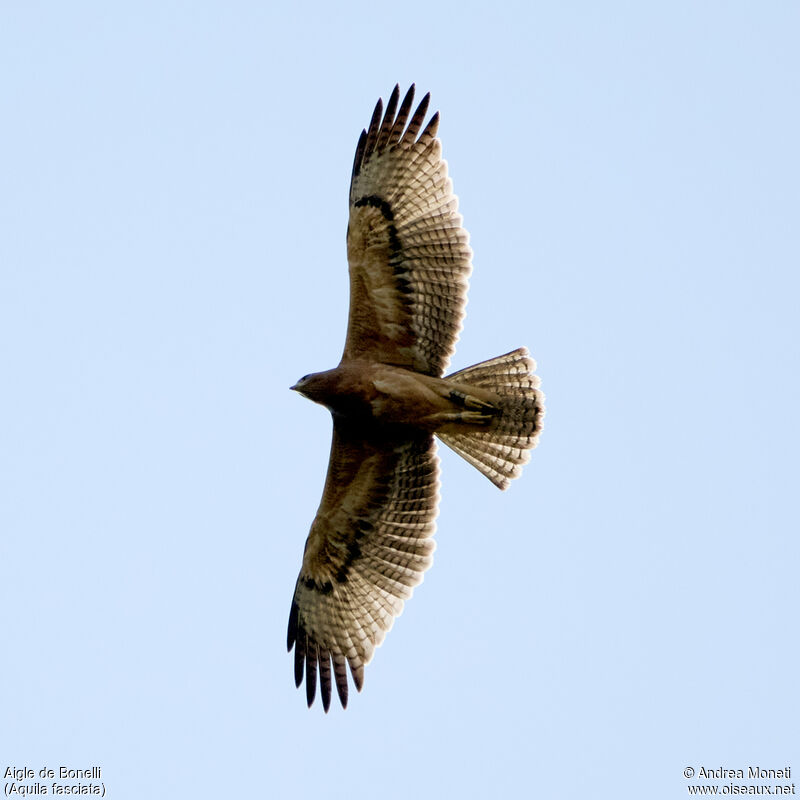 Bonelli's Eagle