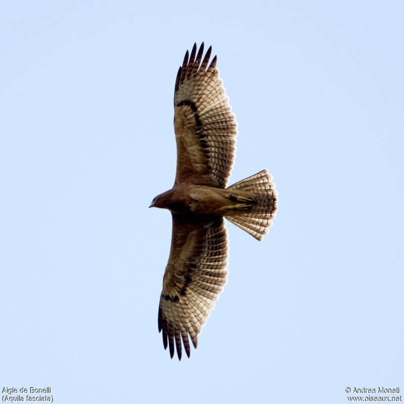 Bonelli's Eagle