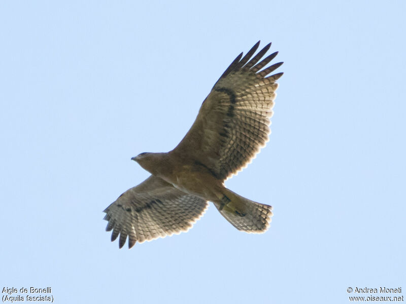 Bonelli's Eagle