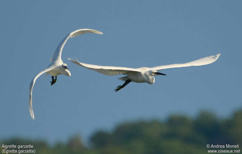 Aigrette garzette