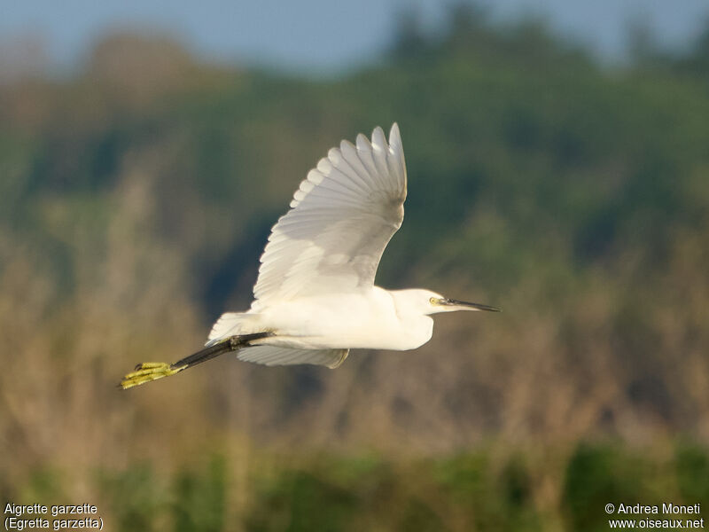 Aigrette garzette, Vol