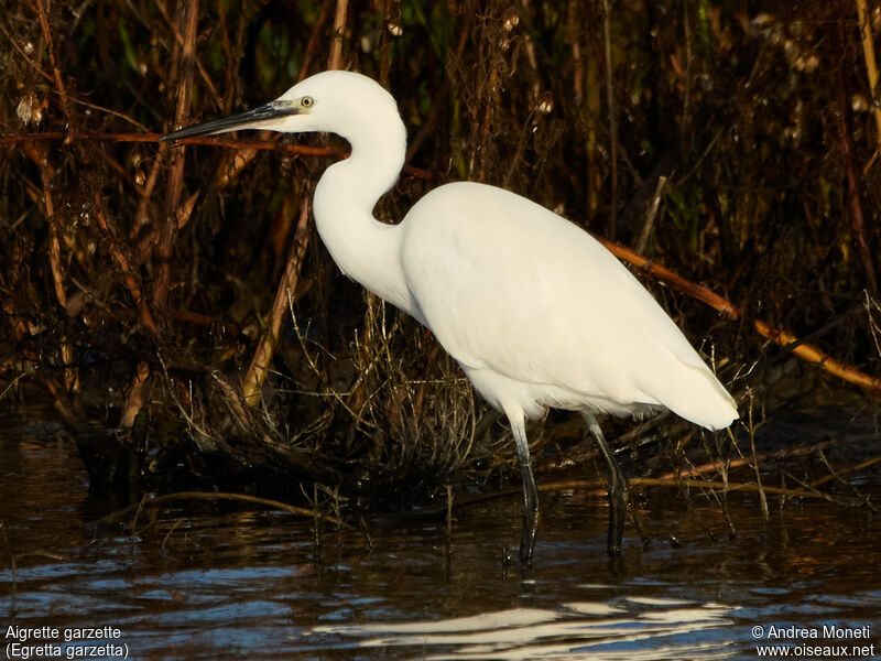 Aigrette garzette