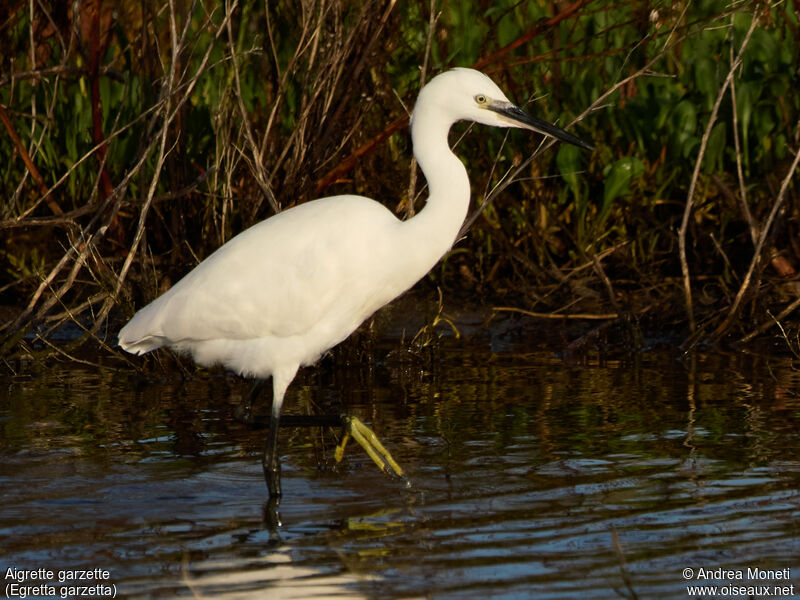 Aigrette garzette, portrait