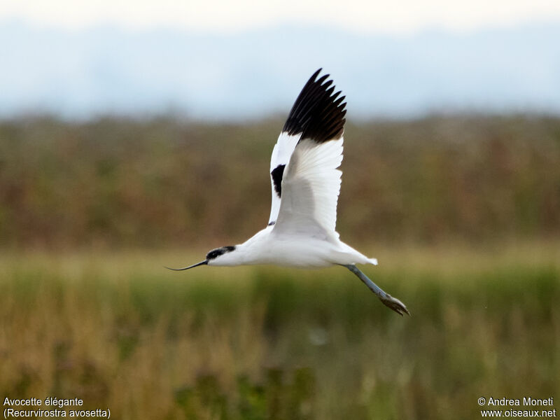 Pied Avocet