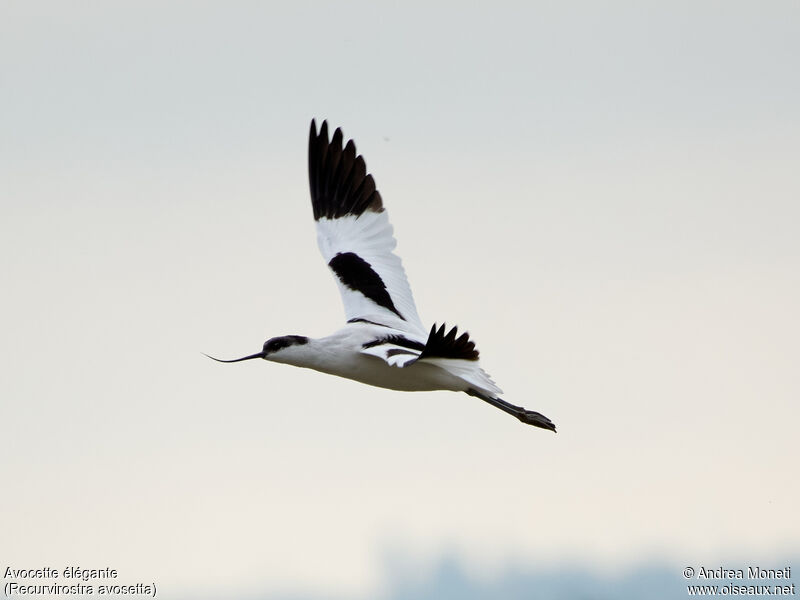 Avocette élégante