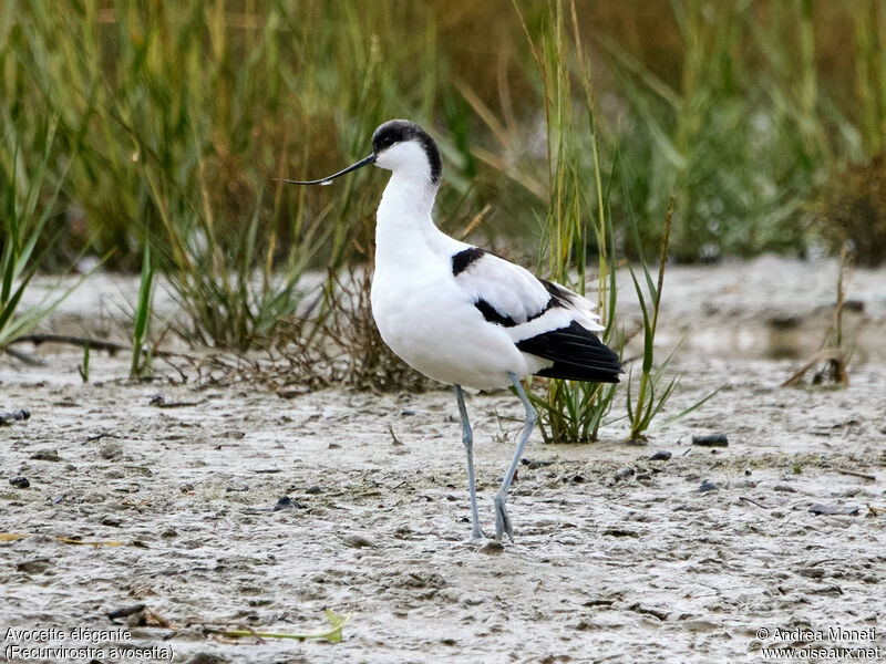 Avocette élégante, portrait