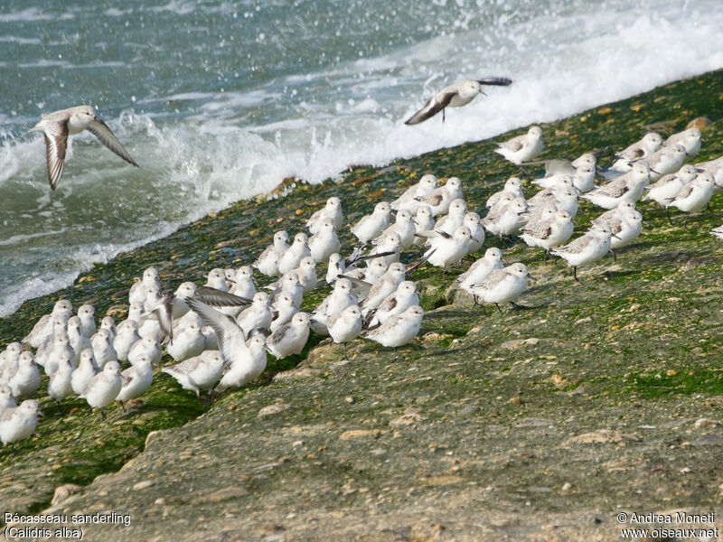 Bécasseau sanderling, habitat