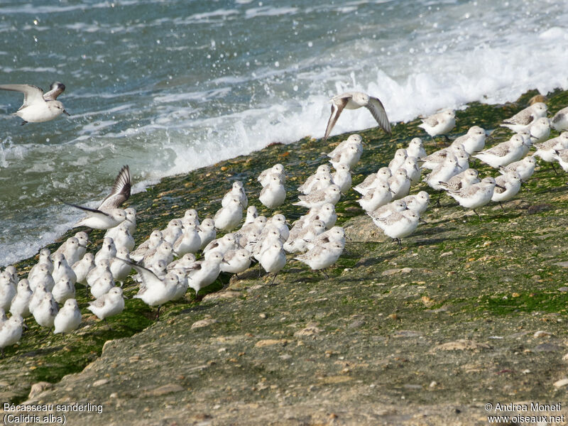 Bécasseau sanderling