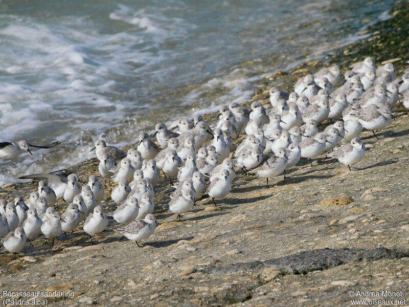 Bécasseau sanderling