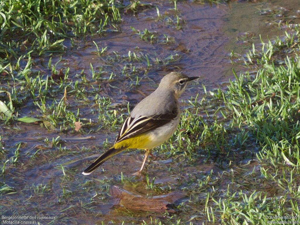 Bergeronnette des ruisseaux