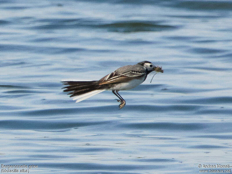 White Wagtailadult, aspect, Flight