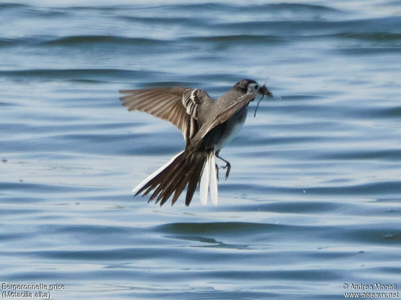 White Wagtailadult, Flight