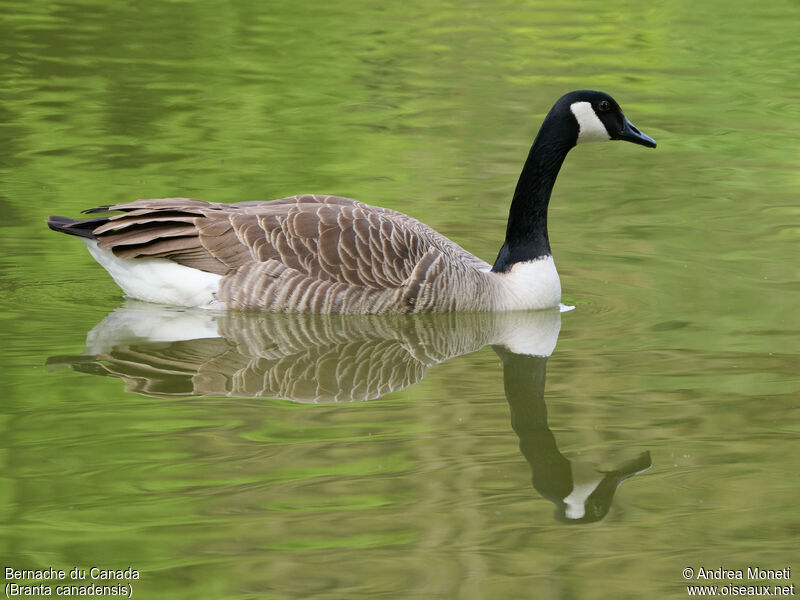 Canada Gooseadult, close-up portrait, swimming