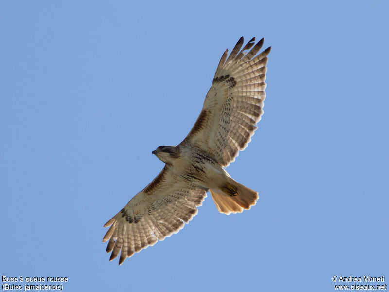 Red-tailed Hawk