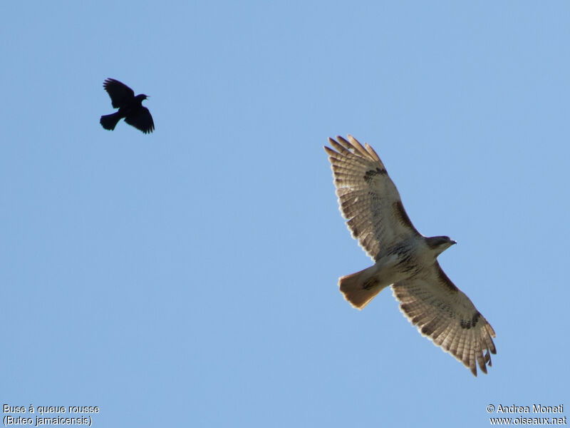 Red-tailed Hawk