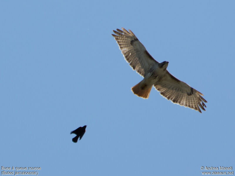 Red-tailed Hawk