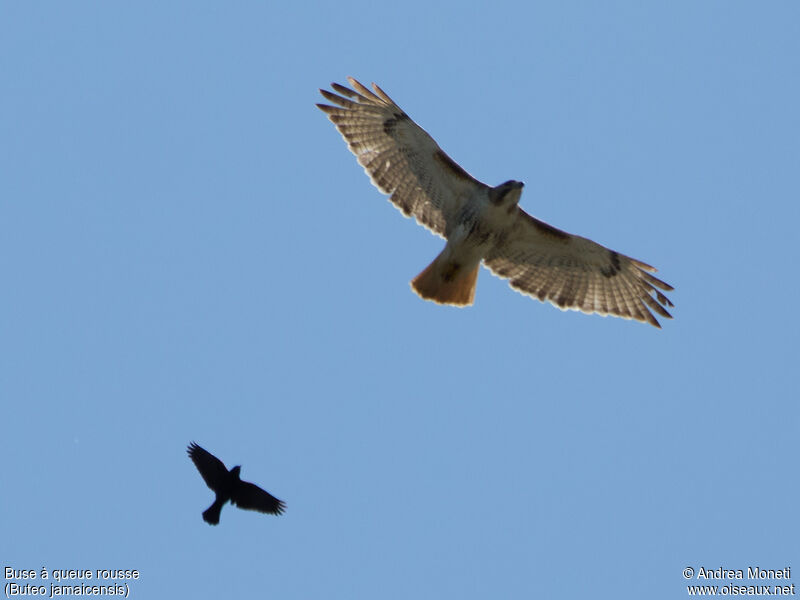 Red-tailed Hawk, Flight