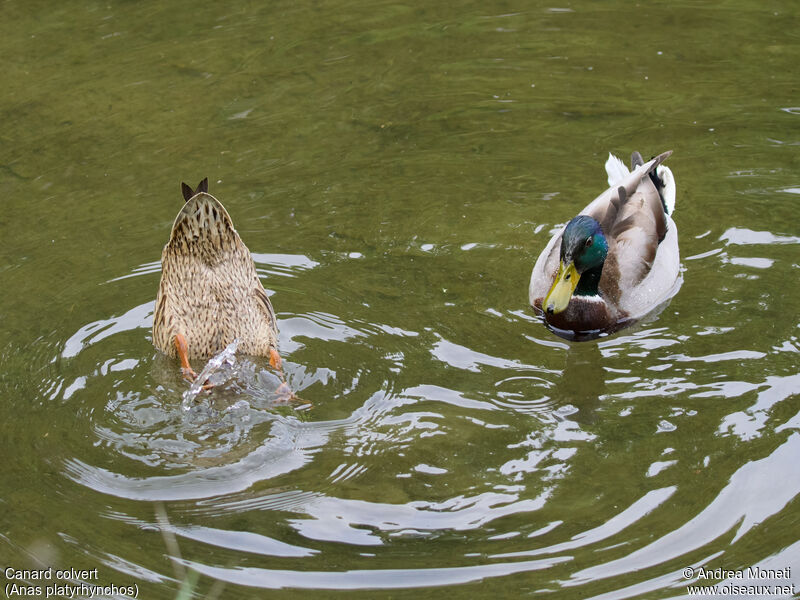 Canard colvertadulte