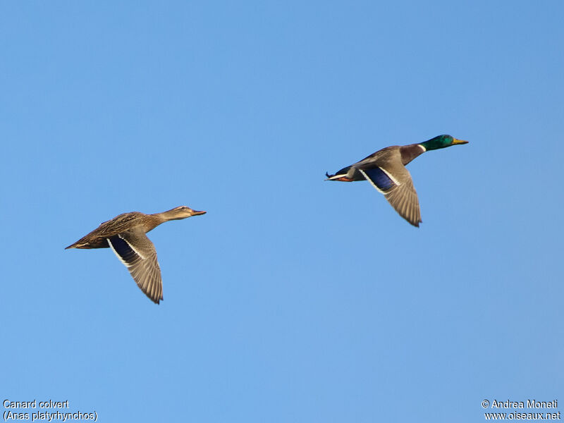 Mallard