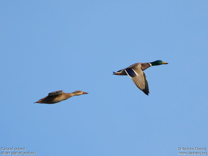 Mallardadult, Flight