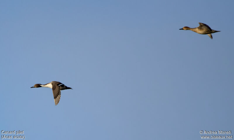 Northern Pintail