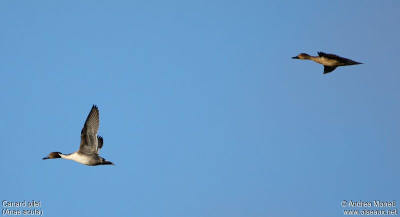 Northern Pintailadult, Flight