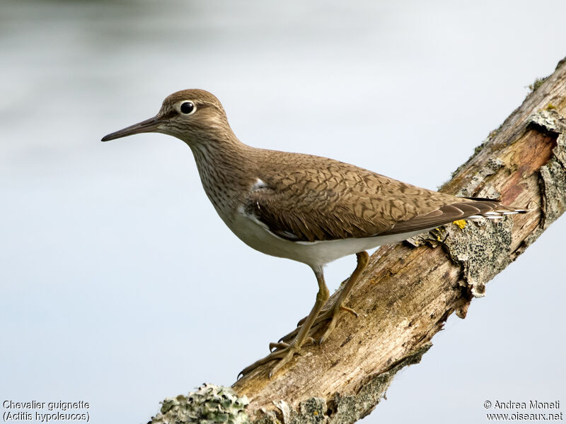 Common Sandpiperadult, close-up portrait