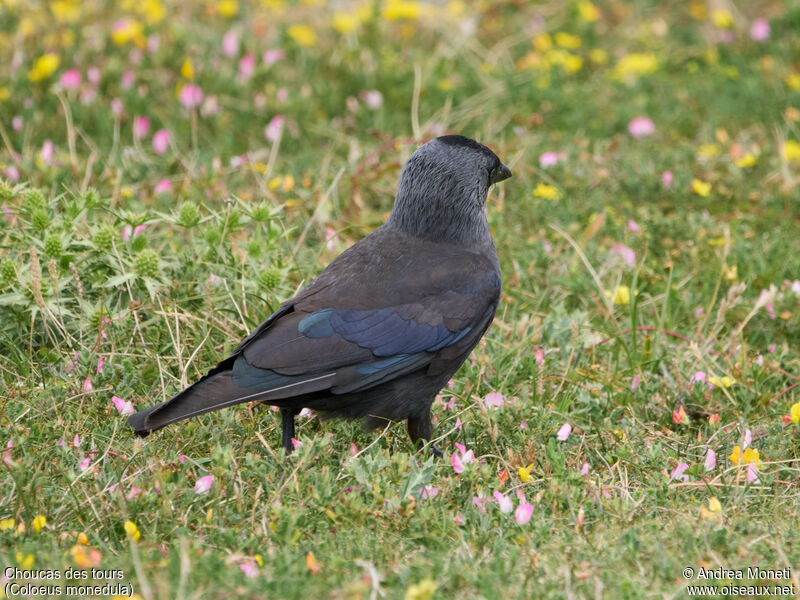 Choucas des tours, portrait