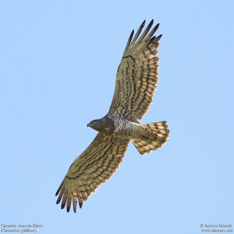 Short-toed Snake Eagle, Flight