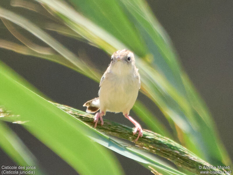 Zitting Cisticola, close-up portrait