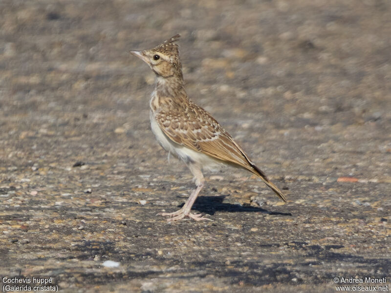 Crested Lark, close-up portrait