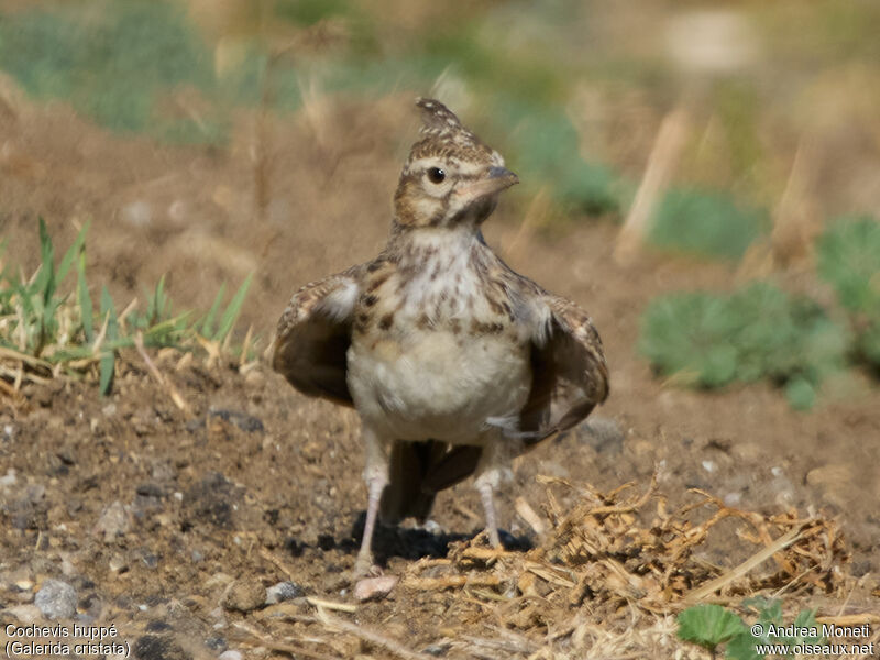 Crested Lark, close-up portrait