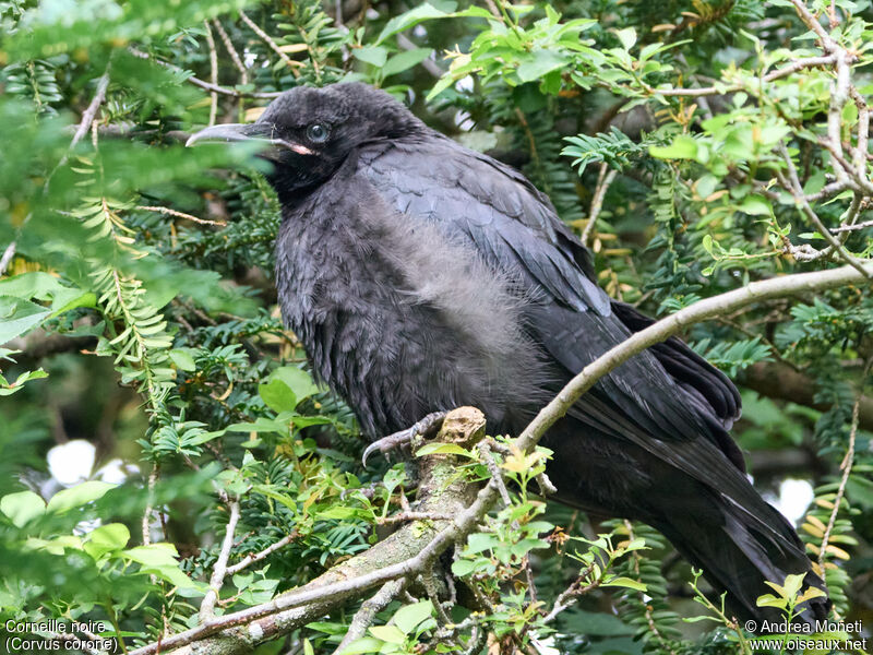 Carrion Crowjuvenile, close-up portrait